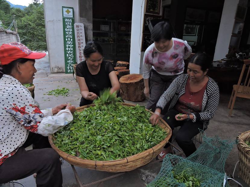 李萍：云南茶俗考察散记（上）