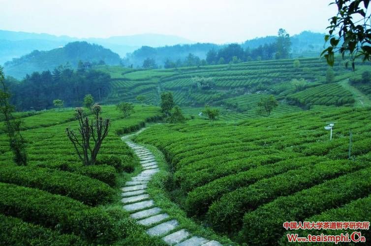 陈忆芳：发掘比较优势，推进云南茶叶产业化发展——以大益集团茶企业为例