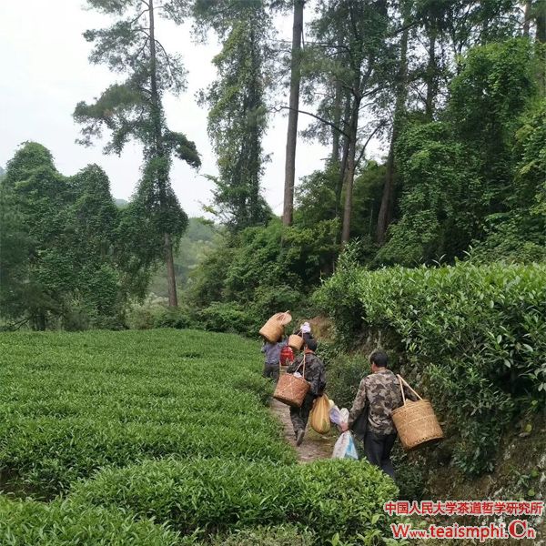 李锡洪：茶地贵合，阳崖阴林