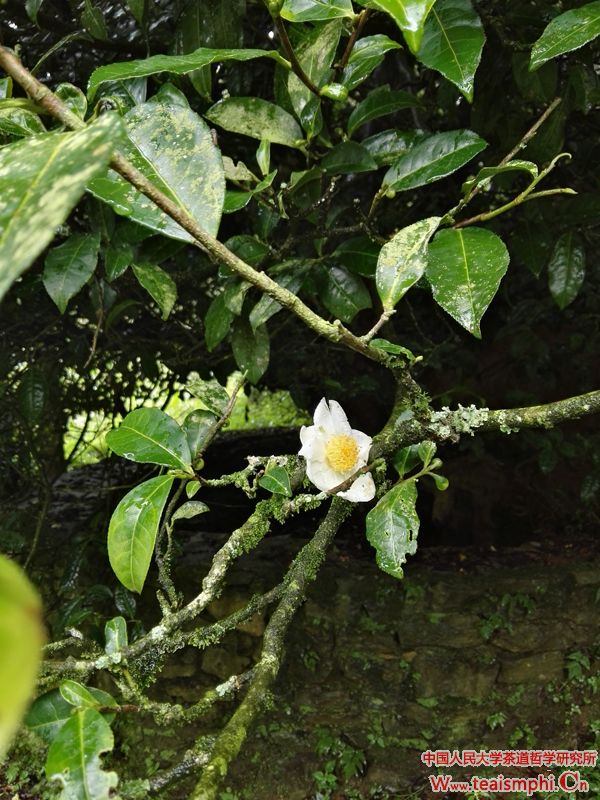 戴荣里：茶与人性