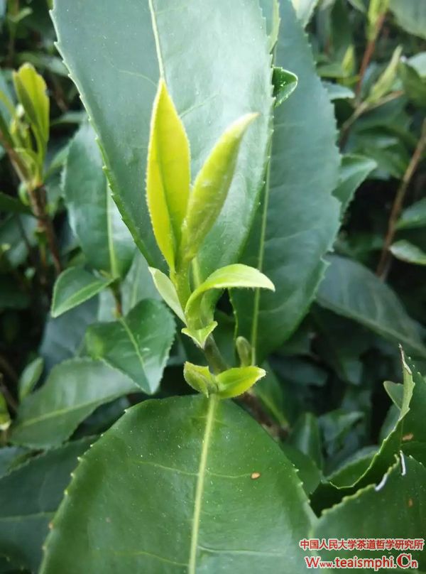 戴荣里：女人与茶