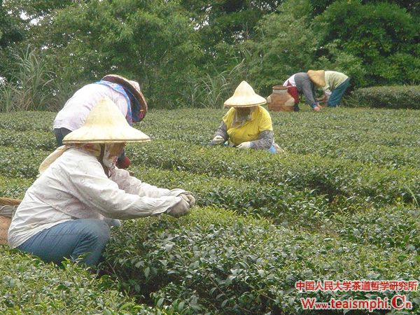 李锡洪：茶的生日