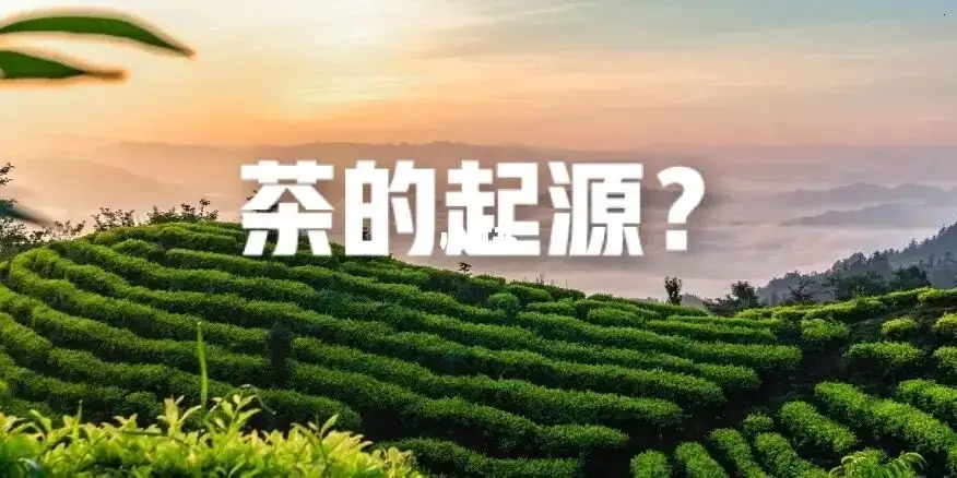 沈冬梅：新考古学视野下的茶叶文明起源研究