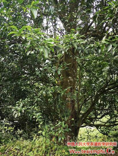 郭相茹：寿宁县茶产业考察心得